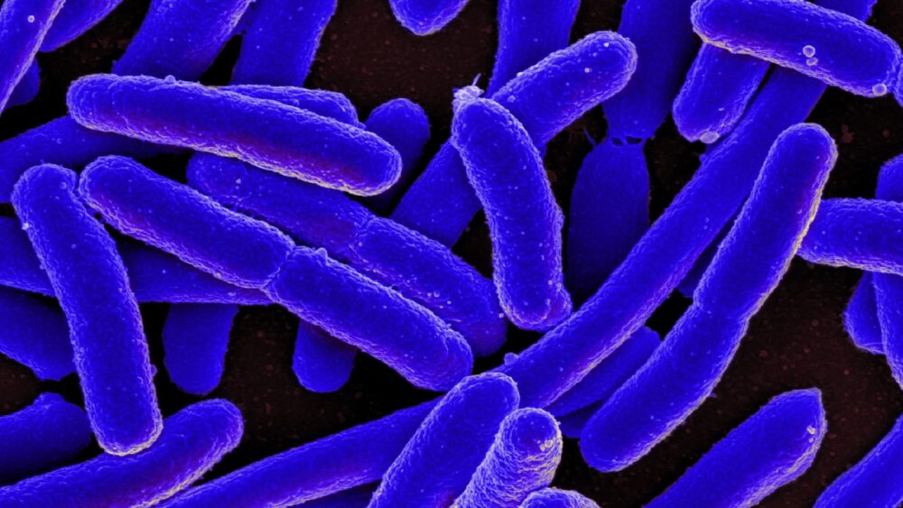 Znanstveniki nagovarjajo bakterije k izdelavi eksotičnih beljakovin, ki jih v naravi ni