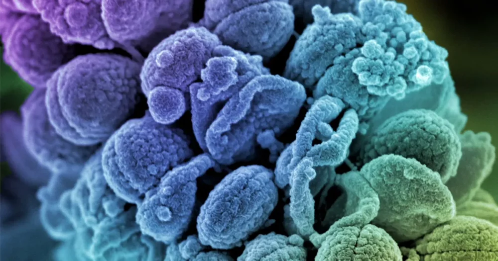 Yksinkertaisten sääntöjen etsintä mikrobiyhteisön rakentamiseksi | Quanta-lehti