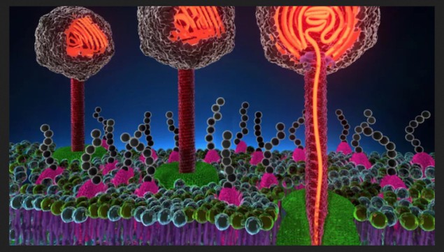 Les virus changent de structure à la température du corps humain pour mieux nous infecter – Physics World