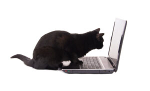 'Commando Cat' is de tweede campagne van het jaar gericht op Docker