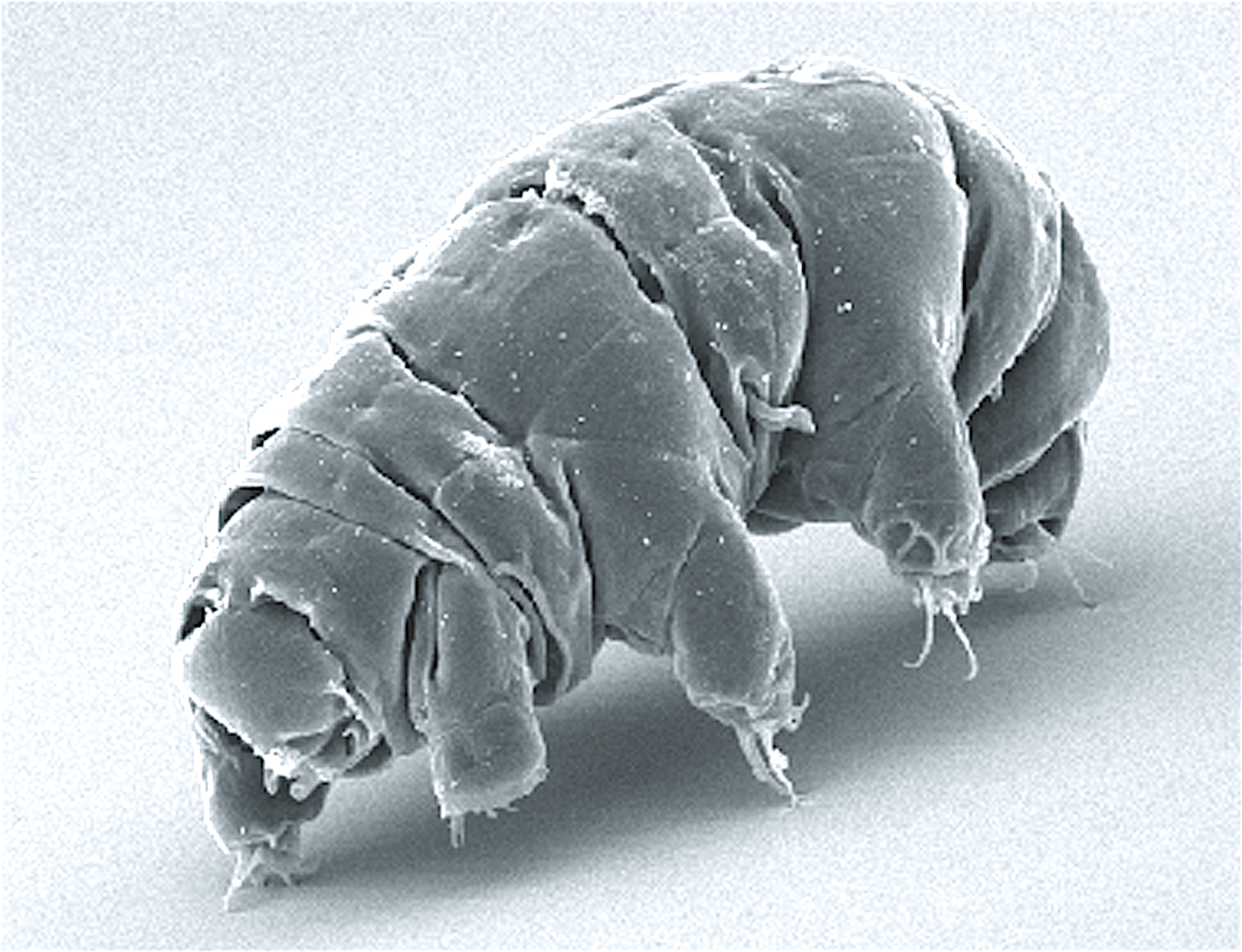 Could Shipwrecked Tardigrades Have Colonized the Moon? inactive PlatoBlockchain Data Intelligence. Vertical Search. Ai.