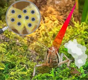 Nanopartikler forbedrer græshoppernes lugtesans – Physics World