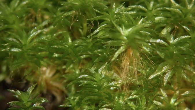部分合成的苔藓为具有设计基因组的植物铺平了道路