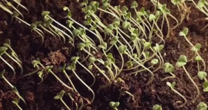 Rastline najdejo svetlobo s pomočjo vrzeli med svojimi celicami | Revija Quanta
