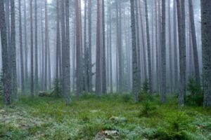 Видеть лес за деревьями: можно ли использовать леса в качестве детекторов нейтрино? – Мир физики