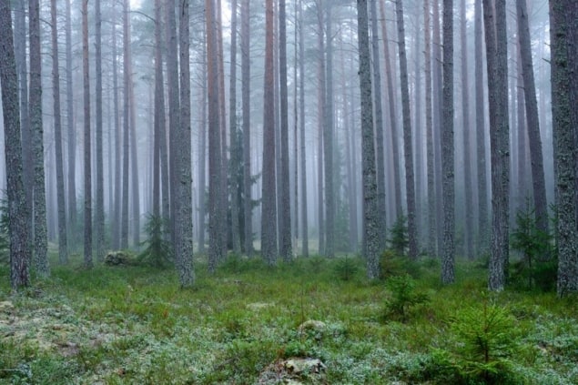 Ver la madera en lugar de los árboles: ¿podrían los bosques utilizarse como detectores de neutrinos? – Mundo de la Física