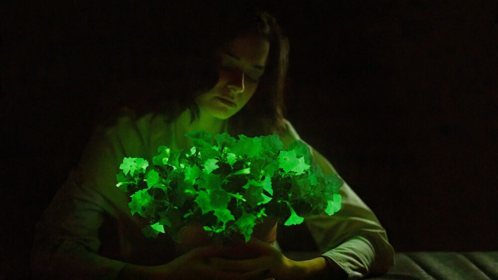 Nämä pimeässä hehkuvat kukat saavat puutarhasi näyttämään Avatarilta