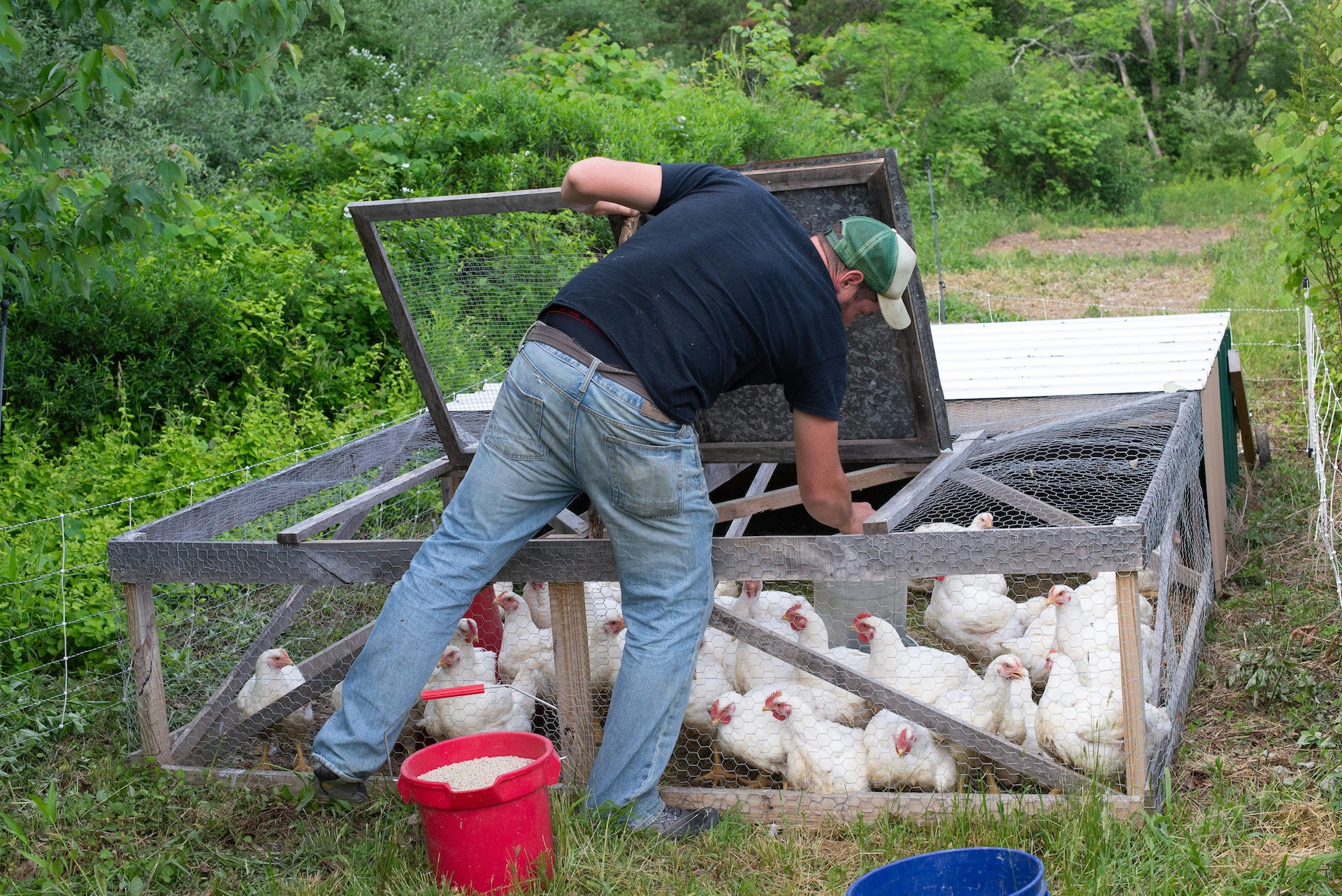 en mand rækker ind i et hønsehus fyldt med kylling