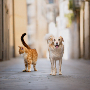 แมวและสุนัขเดินบนถนน