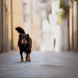 un câine care se plimbă pe stradă