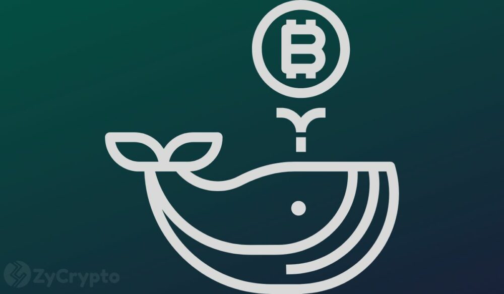 Cá voi bitcoin kiếm được 2.7 tỷ đô la BTC trong bối cảnh giảm 8% - Sự phục hồi tăng giá sắp tới?