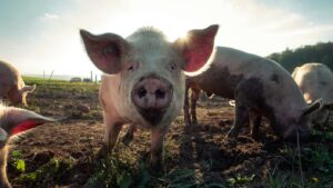 CRISPR 猪肉可能会出现在你附近的超市