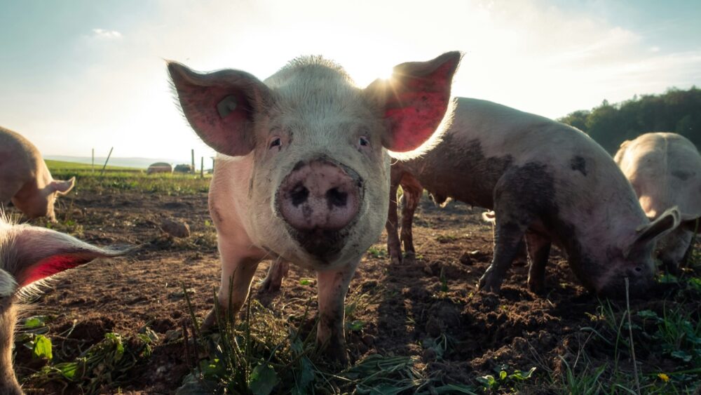 Knuspriges Schweinefleisch kommt möglicherweise in einen Supermarkt in Ihrer Nähe