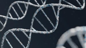 Menselijke kunstmatige chromosomen kunnen tonnen meer DNA-lading in cellen transporteren