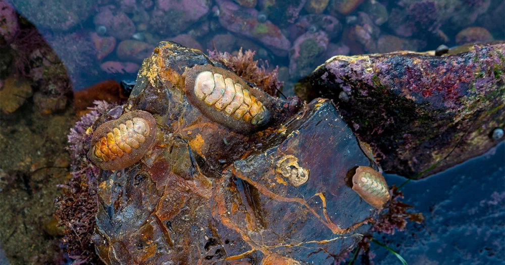 Les yeux des mollusques révèlent à quel point l'évolution future dépend du passé | Magazine Quanta
