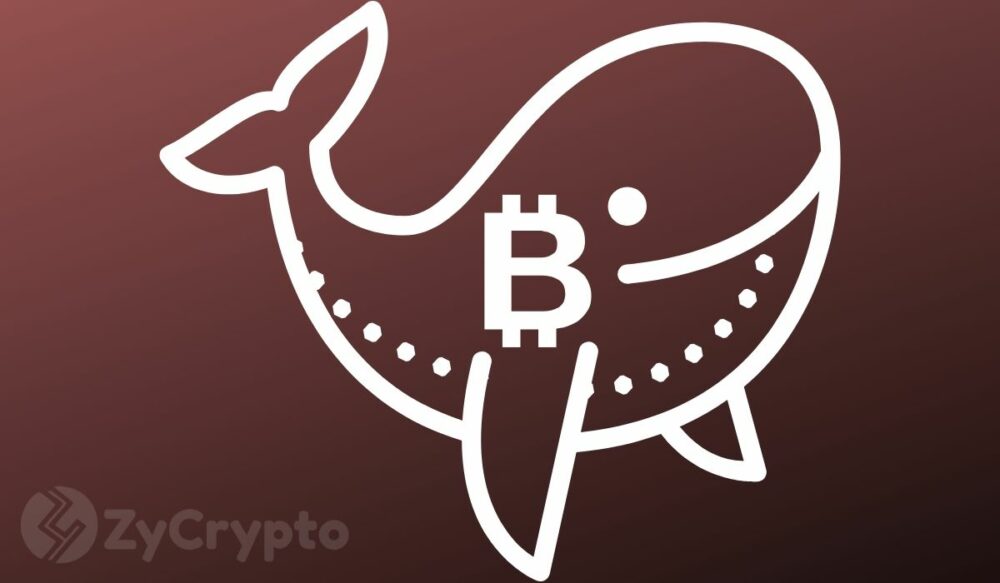 Salapärane Bitcoini vaala ostmine kuni 1,600 BTC igapäevaste sädemete spekulatsioonid