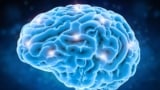 인간 두뇌의 이미지