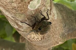 Researchers reveal the fluid dynamics behind cicadas’ 'unique' urination – Physics World