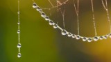 Foto af vanddråber, der klamrer sig til et edderkoppespind