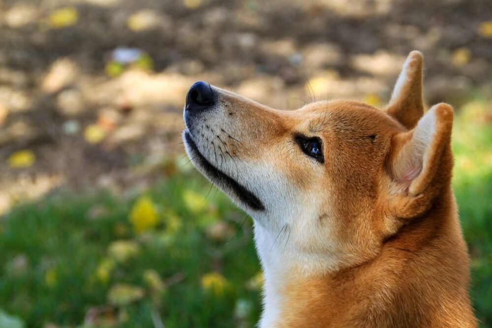 Solana Mencatat Hari Tertinggi Kedua dalam Biaya Berkat Anjing dan Meme - Unchained