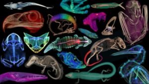 Au fost lansate scanări spectaculoase cu mii de exemplare de vertebrate – Physics World