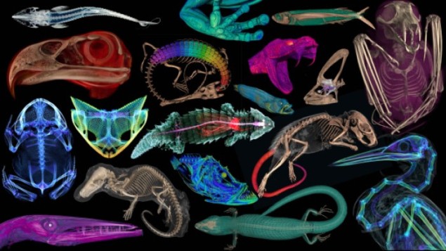 发布了数千个脊椎动物标本的壮观扫描 – 物理世界