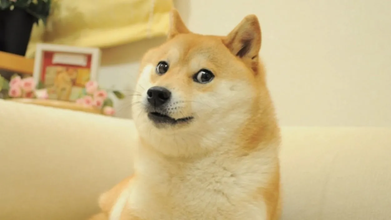 Kabosu, maskotka memów Dogecoin