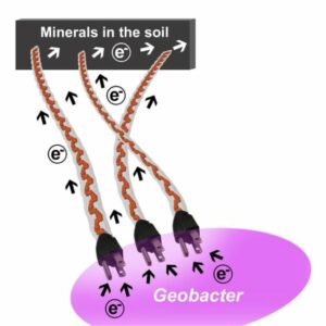Bacterial nanowires make an electrical grid in the soil – Physics World