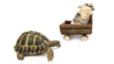 En skildpadde, der indhenter en hare, der kører i en trolley