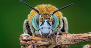 Insekter og andre dyr har bevissthet, erklærer eksperter | Quanta Magazine