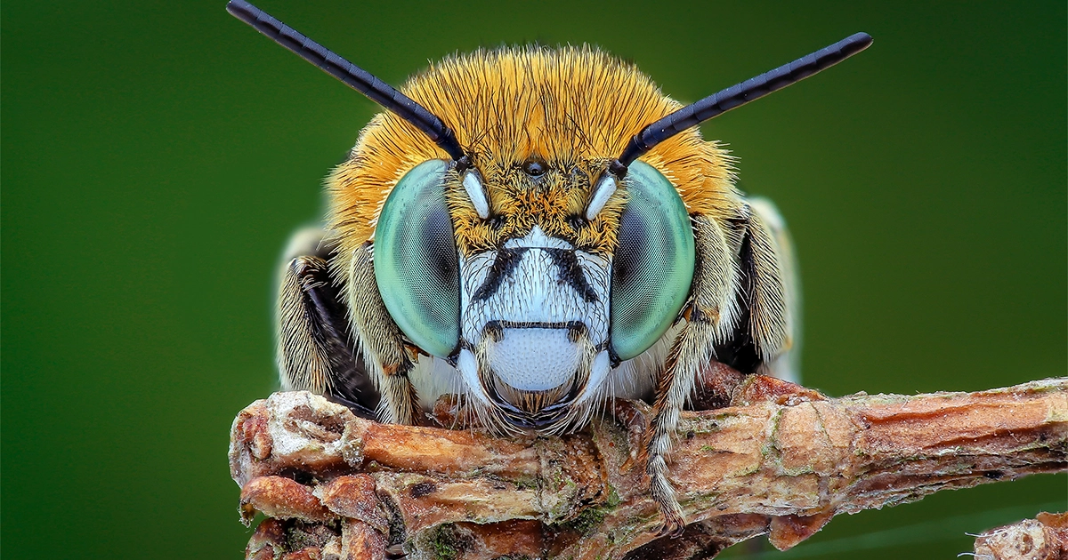 Gli insetti e altri animali hanno una coscienza, dichiarano gli esperti | Quanta Magazine PlatoBlockchain Data Intelligence. Ricerca verticale. Ai.