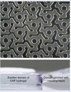 Kirigami-hydrogels stijgen op uit cellulosefilm