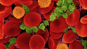 Tutkijat löytävät yllättävän tavan muuttaa A- ja B-verityypit universaaliksi vereksi