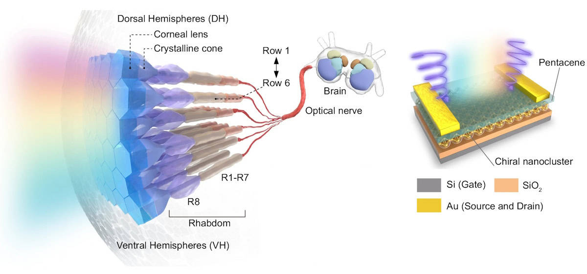 Sáska garnéla vizuális rendszer és mesterséges nanoklaszter fotoreceptor