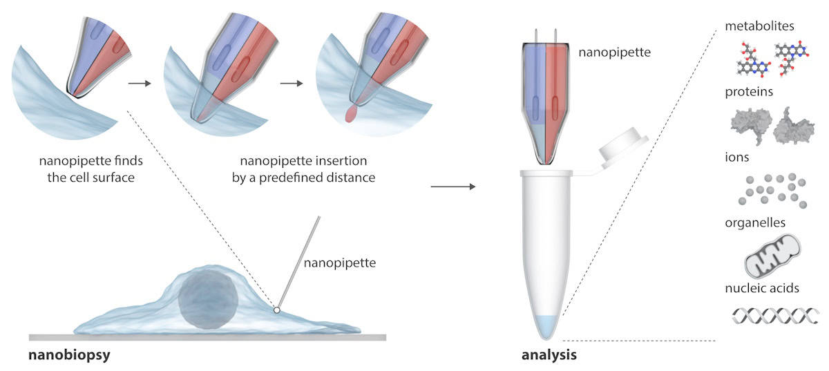 Infografika przedstawiająca nanopipetę dwubębenkową
