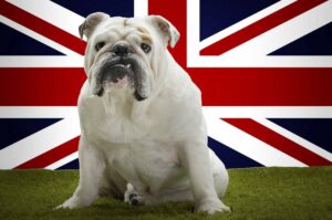 כלבי השמירה בבריטניה שהועלו על ידי שותפויות בינה מלאכותית בענן
