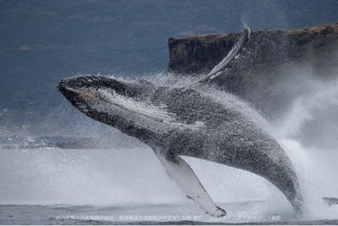 Fujitsu and Mizuho leverage AI to track trends in humpback whale migration and promote sustainable tourism for Hachijo Island today PlatoBlockchain Data Intelligence. Vertical Search. Ai.