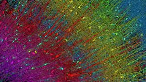 Google og Harvard kartlegger en liten del av den menneskelige hjernen med ekstrem presisjon