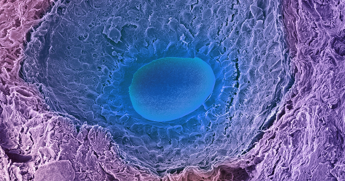 How ‘Idle’ Egg Cells Defend Their DNA From Damage | Quanta Magazine million PlatoBlockchain Data Intelligence. Vertical Search. Ai.