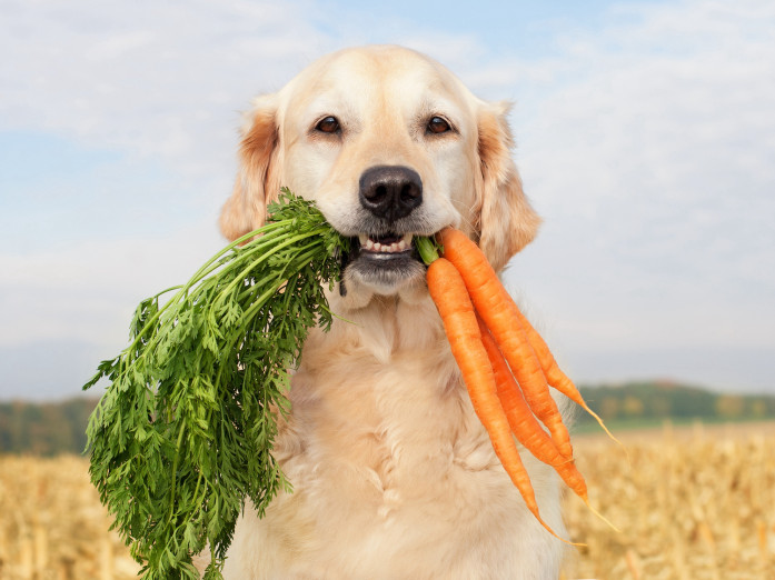 New Research Increases Confidence in the Benefits of Vegan Diets for Dogs AC PlatoBlockchain Data Intelligence. Vertical Search. Ai.