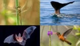 Montage of four photos showing a dragonfly, the tail of a whale rising out of water, a bat and a hummingbird