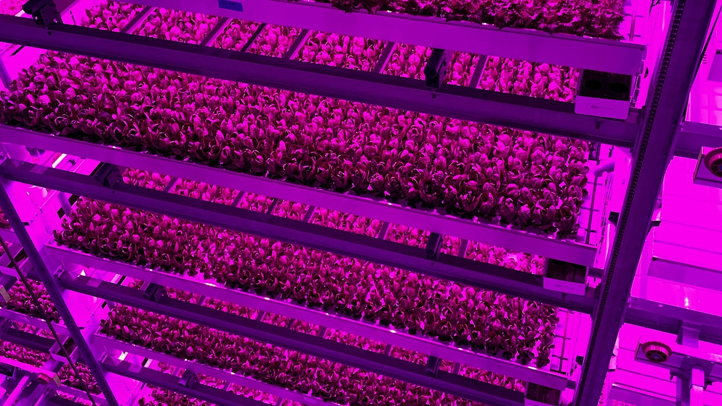 Future of Food: Four Myths About Vertical Farming Debunked by an Expert unlike PlatoBlockchain Data Intelligence. Vertical Search. Ai.