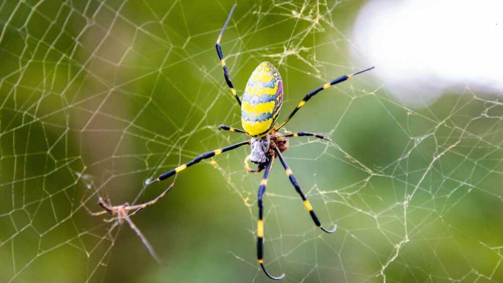 Scattered Spider Pivots to SaaS Application Attacks