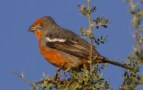 Wild songbirds respond to mathematically synthesized song – Physics World